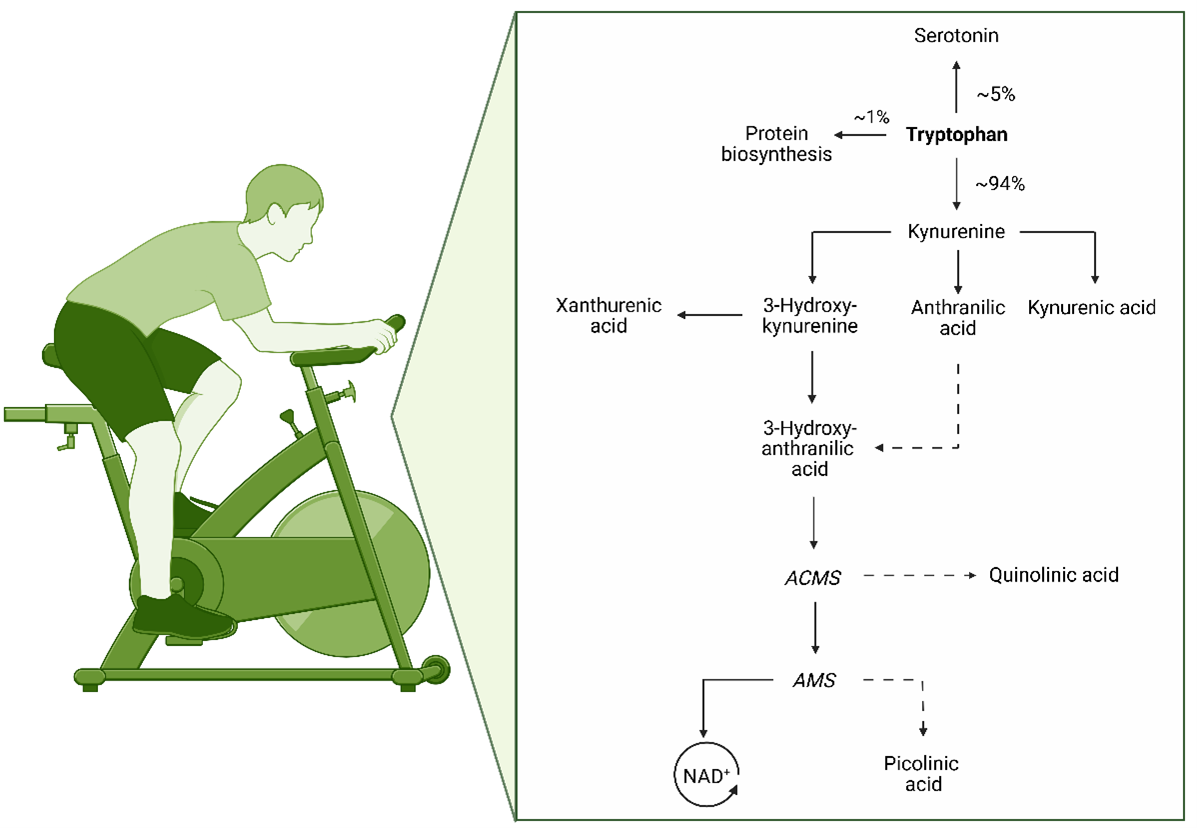 Schematic overview of the kynurenine pathway and its modulation by physical exercise
